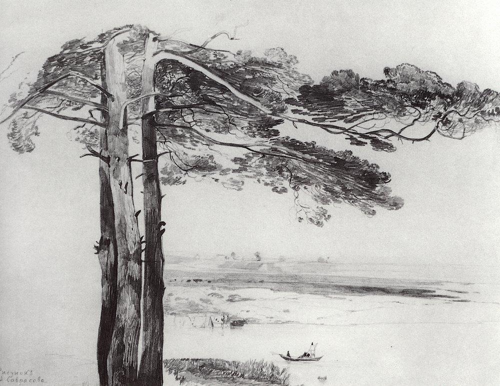 Pine from Gusareva (1850).