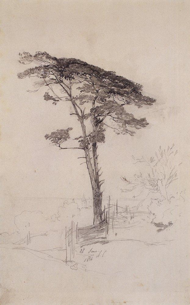 Pine (1854).