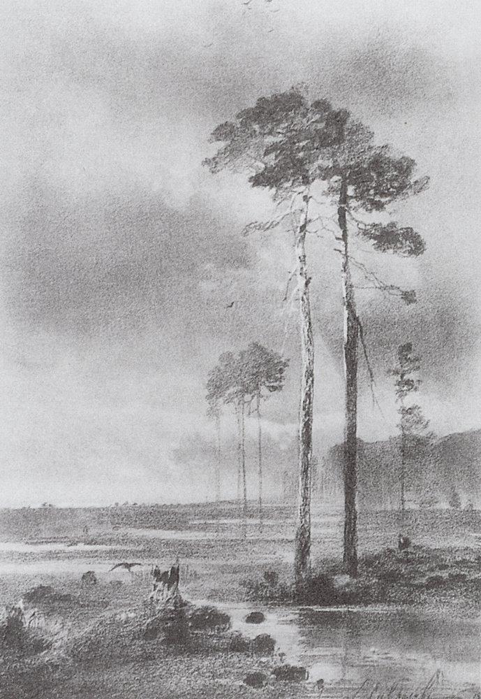 Pine in marsh (1882).